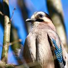 Eichelhäher (Garrulus glandarius)