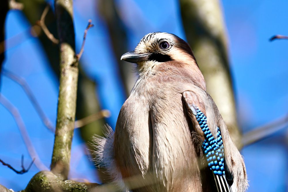 Eichelhäher (Garrulus glandarius)