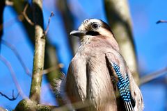 Eichelhäher (Garrulus glandarius)