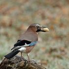 Eichelhäher (Garrulus glandarius) 