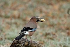 Eichelhäher (Garrulus glandarius) 