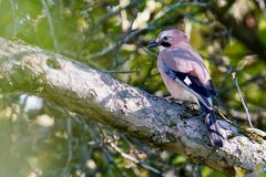 Eichelhäher (Garrulus glandarius)