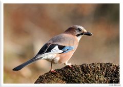 - Eichelhäher - ( Garrulus glandarius )