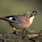 --- Eichelhäher ---        ( Garrulus glandarius )