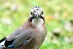 Eichelhäher (Garrulus glandarius)