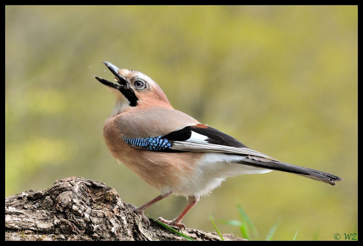 - Eichelhäher - ( Garrulus glandarius )