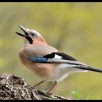 - Eichelhäher - ( Garrulus glandarius )