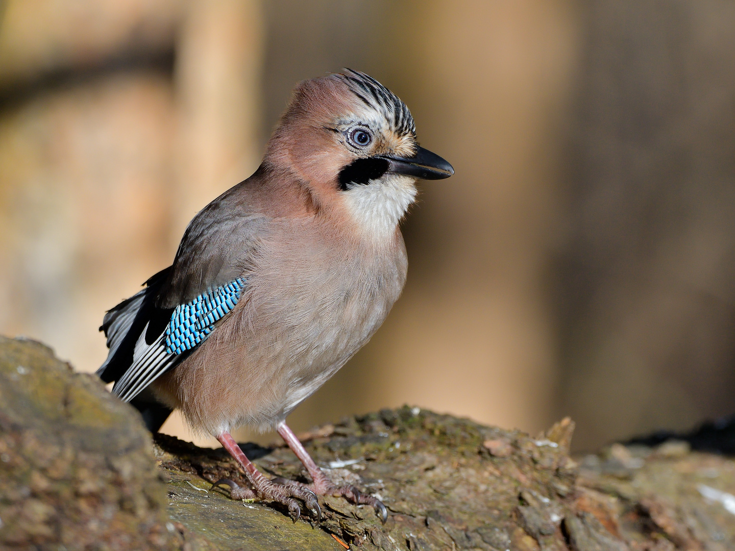 Eichelhäher (Garrulus glandarius)