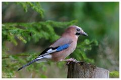 --- Eichelhäher --- ( Garrulus glandarius )