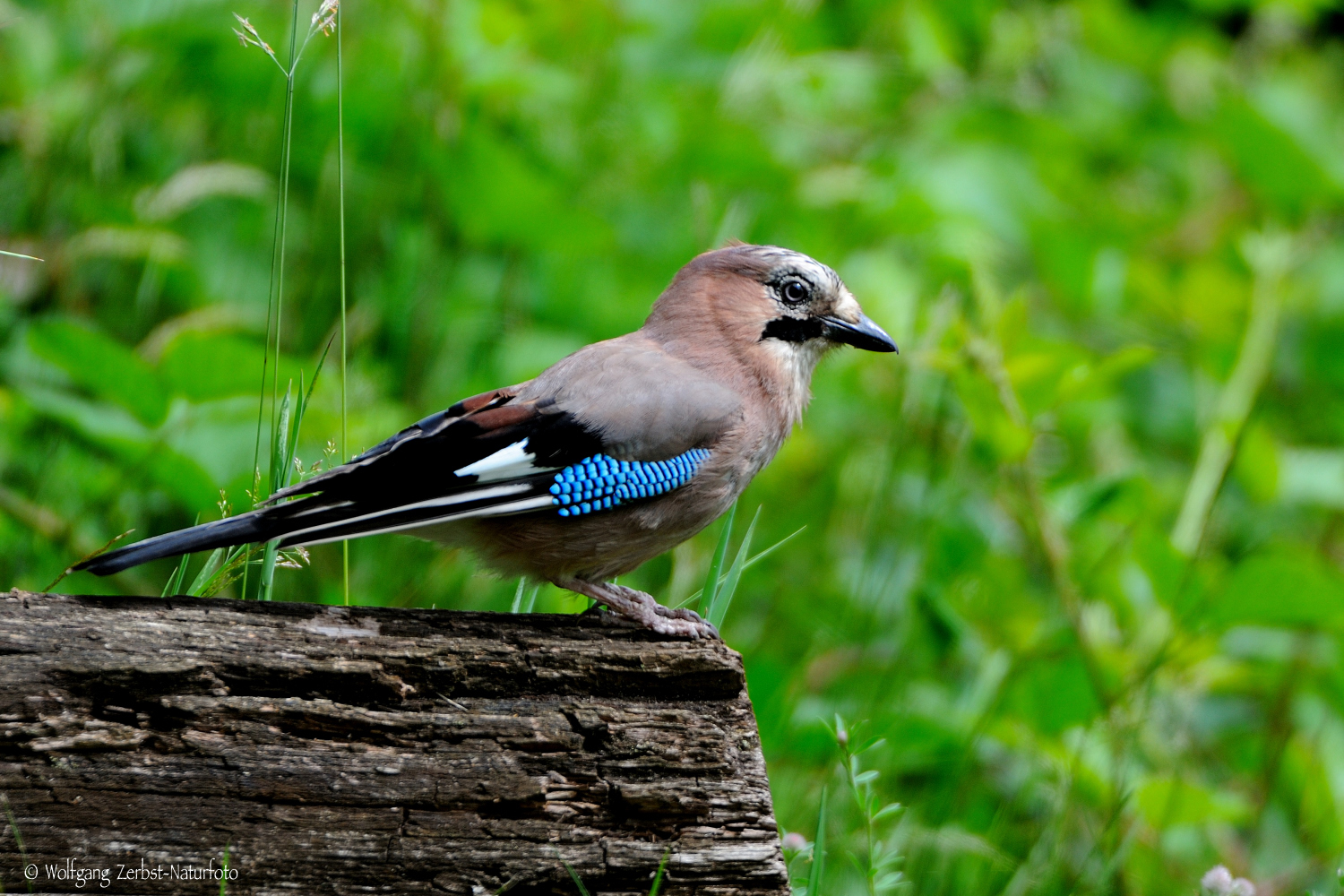 --- Eichelhäher ---  ( Garrulus glandarius )