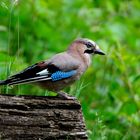 --- Eichelhäher ---  ( Garrulus glandarius )