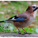 --- Eichelhäher --- ( Garrulus glandarius )