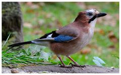 --- Eichelhäher --- ( Garrulus glandarius )