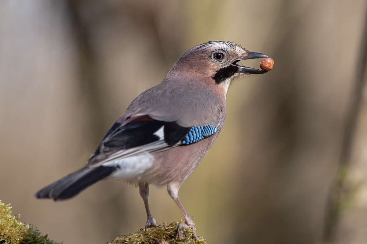 Eichelhäher (Garrulus glandarius) -3-