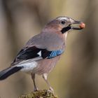 Eichelhäher (Garrulus glandarius) -3-