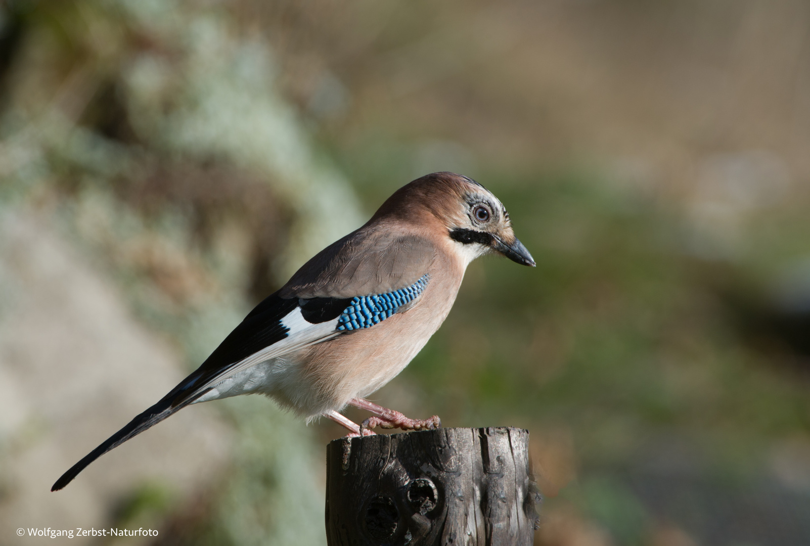 --- Eichelhäher ---   ( Garrulus glandarius )