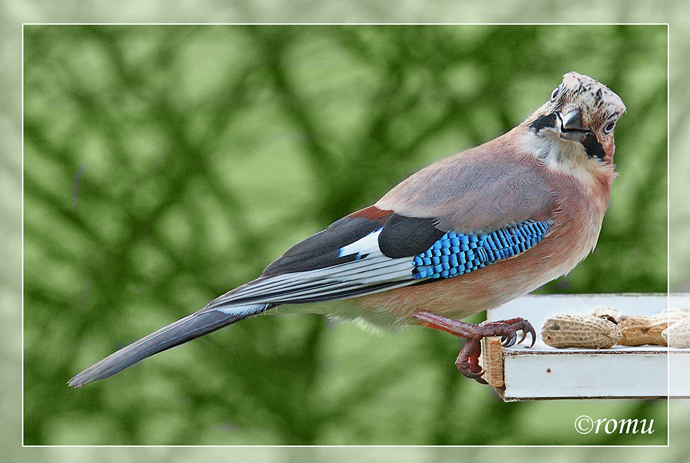 Eichelhäher (Garrulus glandarius)