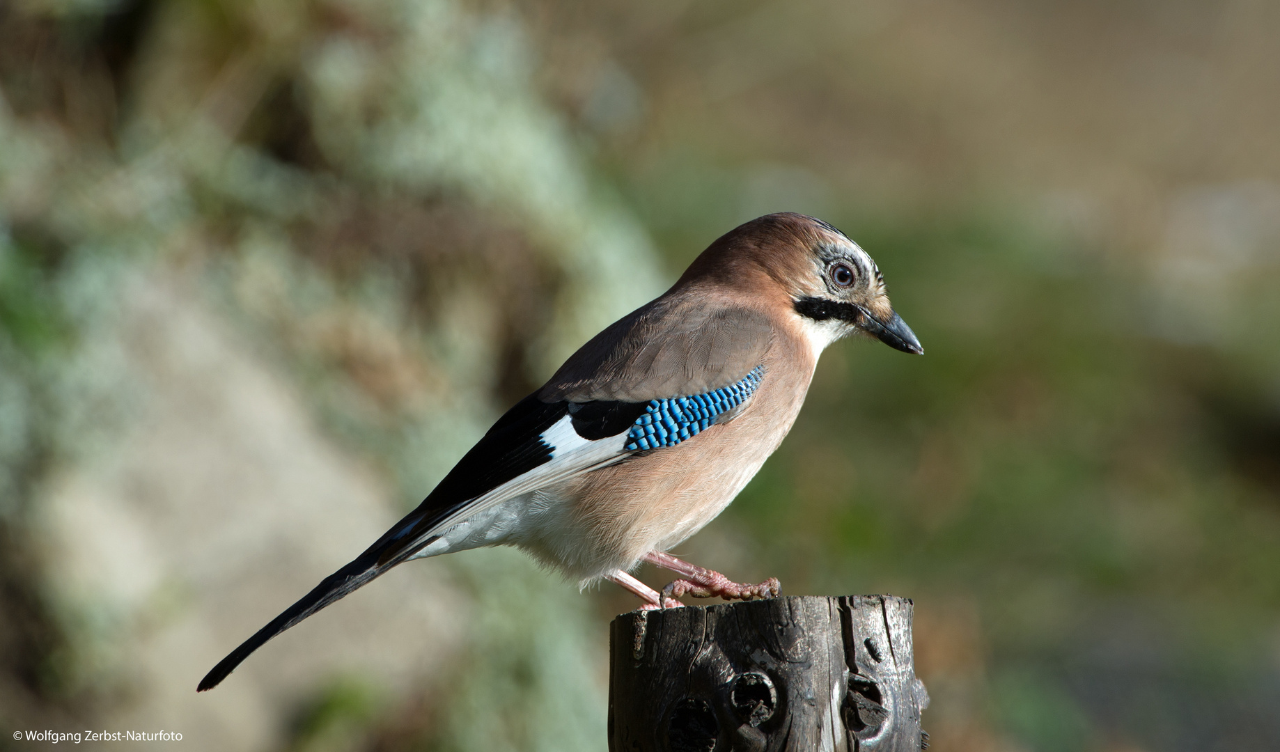 --- Eichelhäher ---    ( Garrulus glandarius )