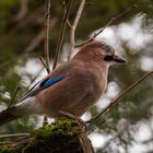 Eichelhäher (Garrulus glandarius)