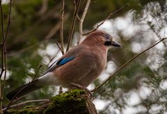 Eichelhäher (Garrulus glandarius)