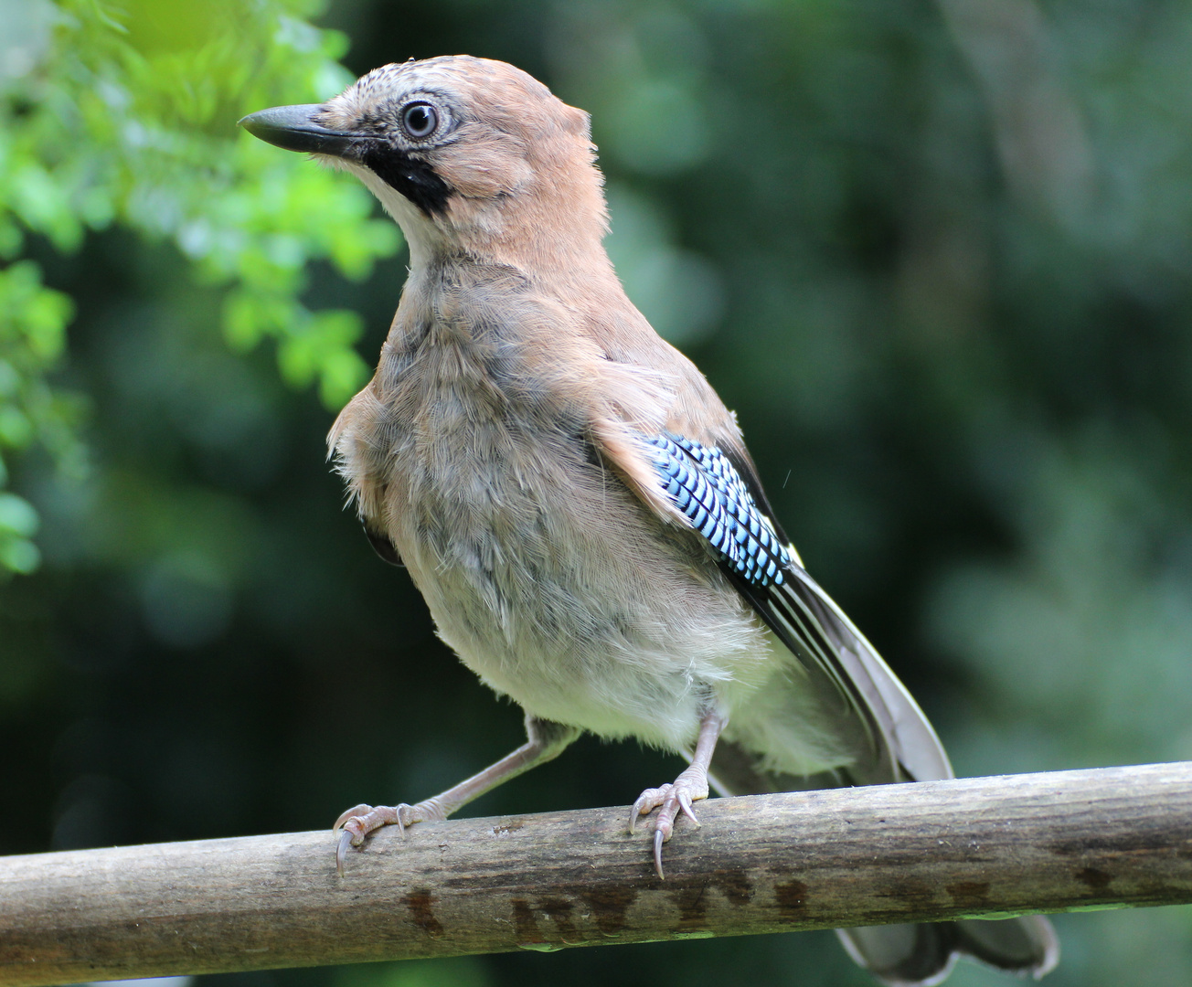 Eichelhäher (Garrulus glandarius)