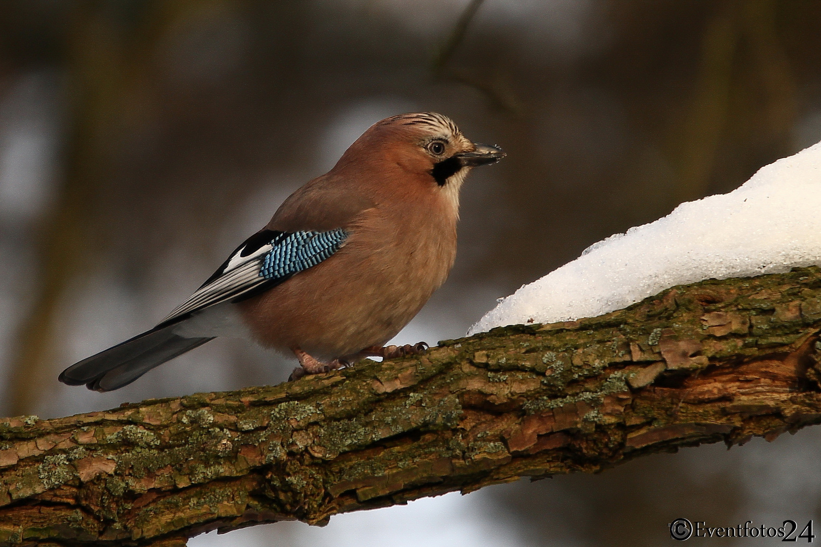 Eichelhäher (Garrulus glandarius)