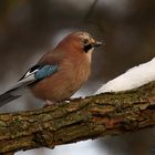 Eichelhäher (Garrulus glandarius)