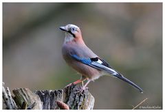 -- Eichelhäher -- ( Garrulus glandarius )