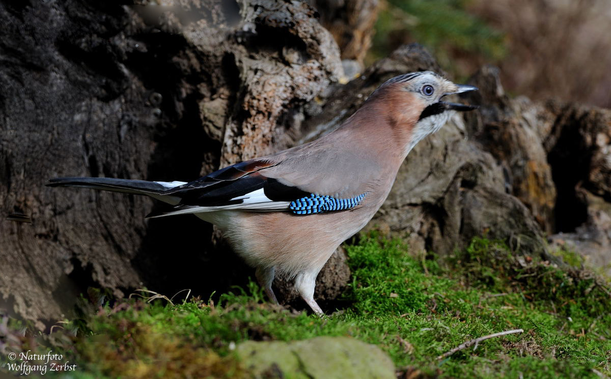 --- Eichelhäher --- ( Garrulus glandarius )