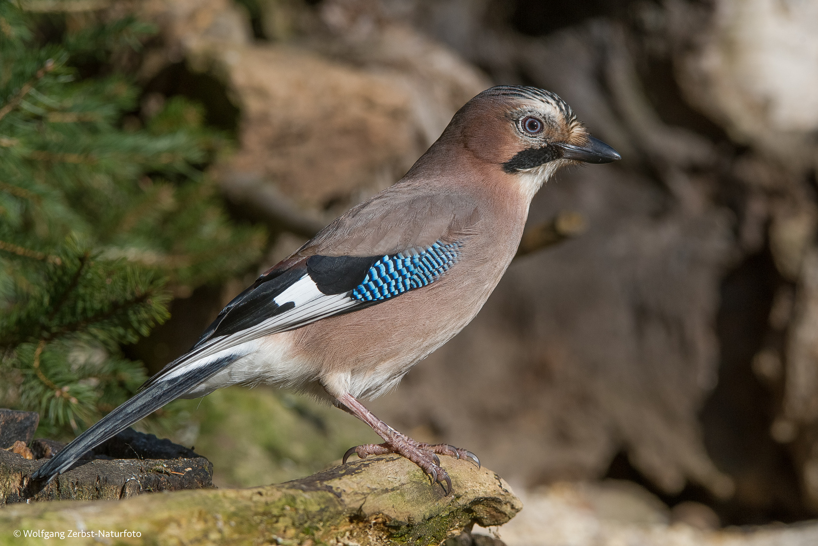 -- Eichelhäher --  ( Garrulus glandarius )