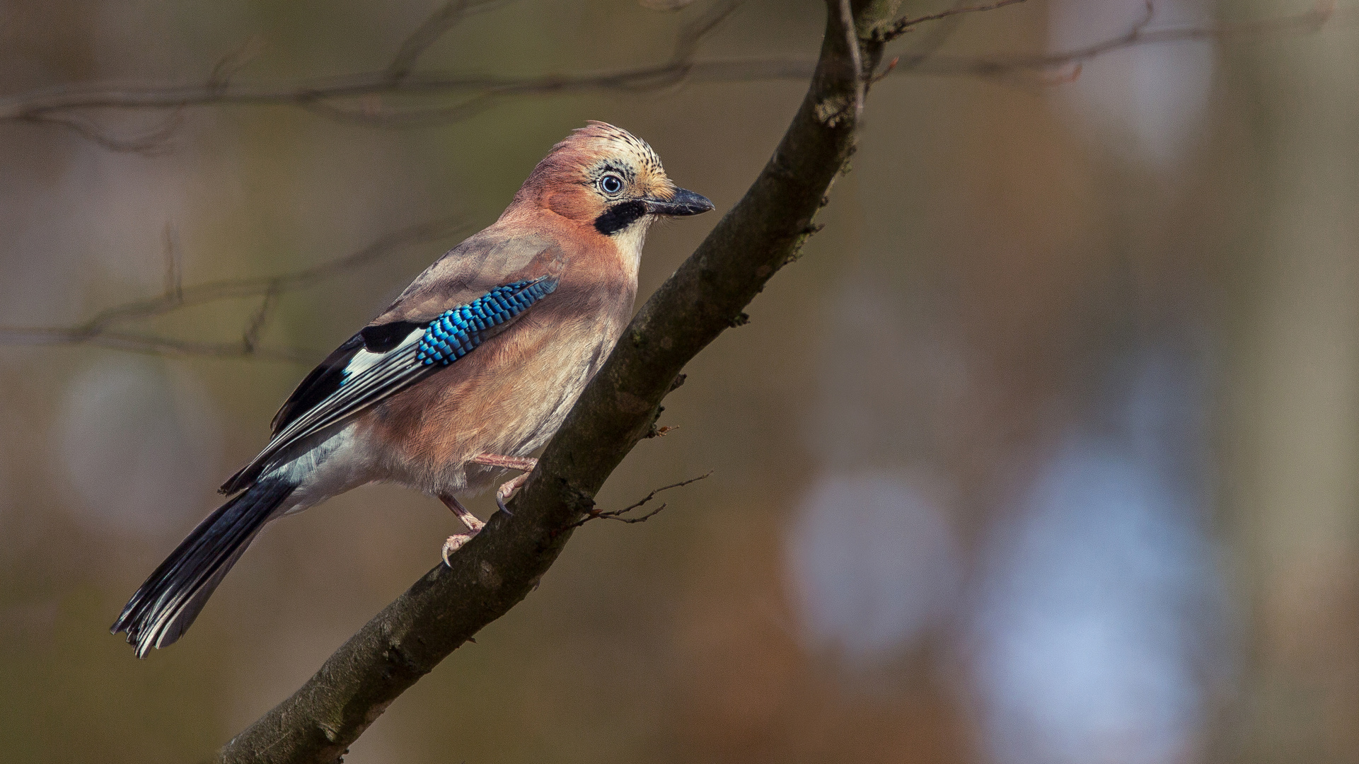 Eichelhäher - Garrulus glandarius