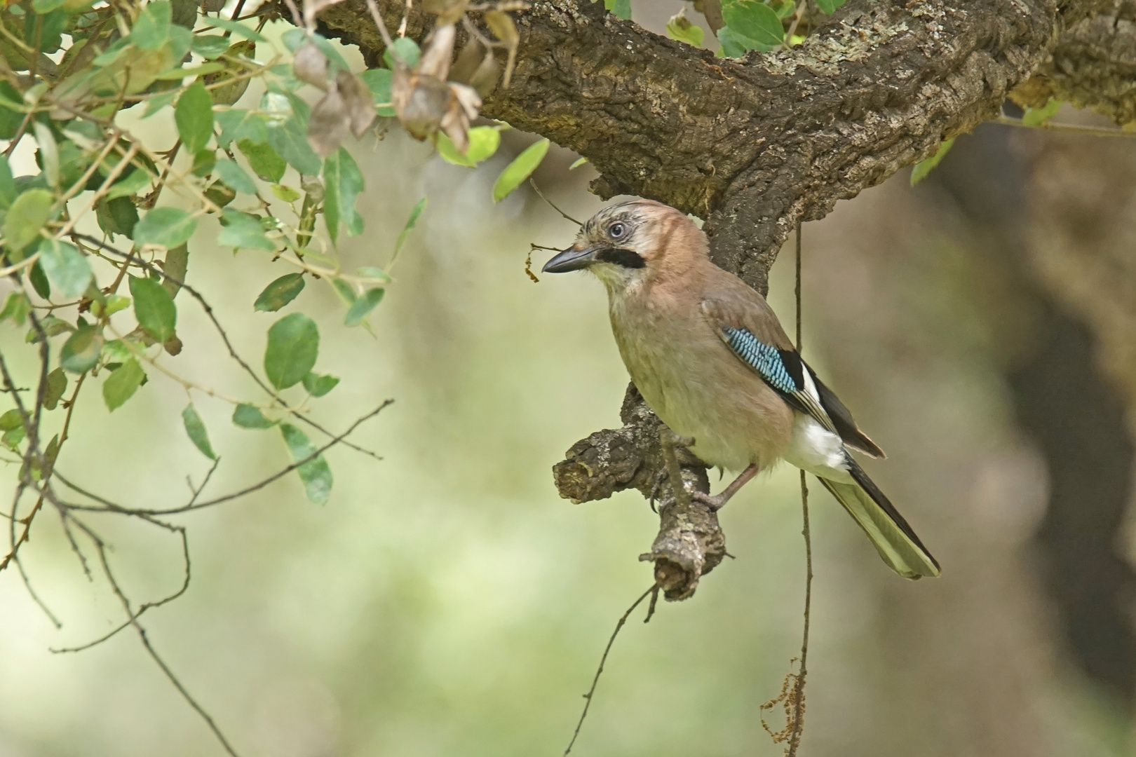 Eichelhäher (Garrulus glandarius)