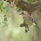 Eichelhäher (Garrulus glandarius)