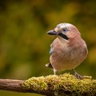  Eichelhäher (Garrulus glandarius)