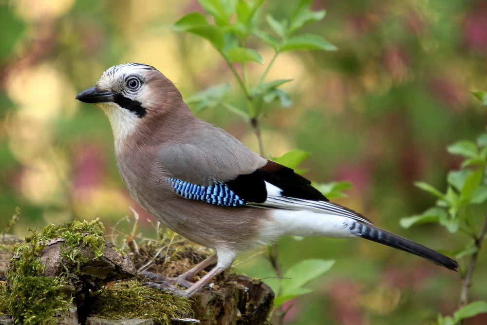 Eichelhäher (Garrulus glandarius)