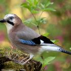 Eichelhäher (Garrulus glandarius)