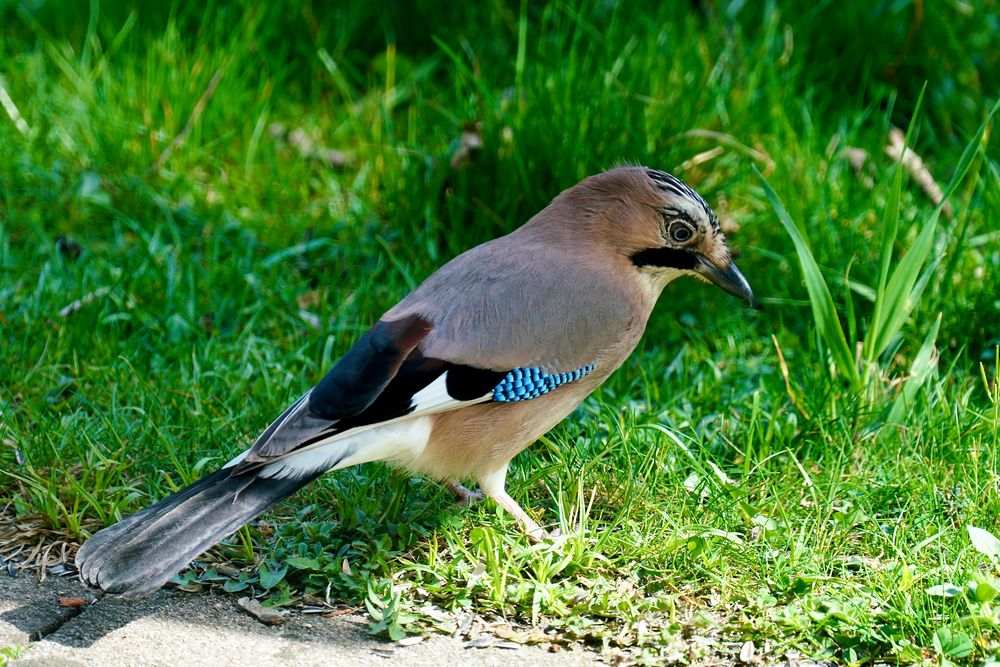 Eichelhäher (Garrulus glandarius)