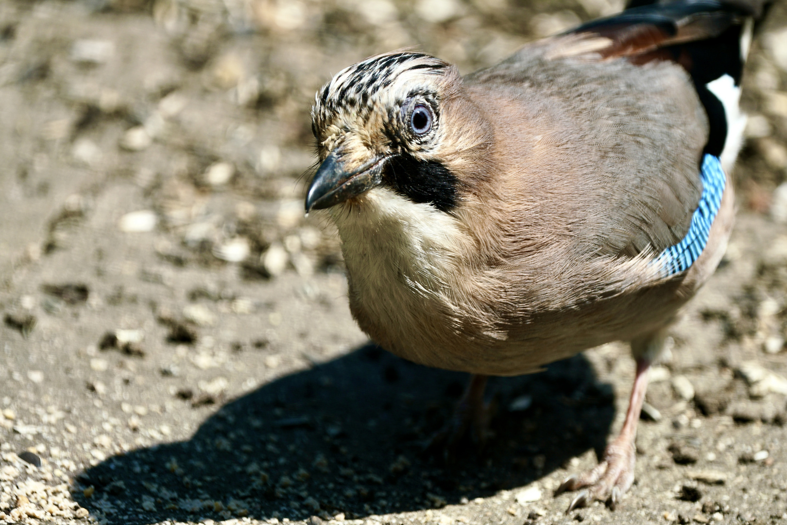 Eichelhäher (Garrulus glandarius)