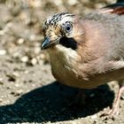 Eichelhäher (Garrulus glandarius)