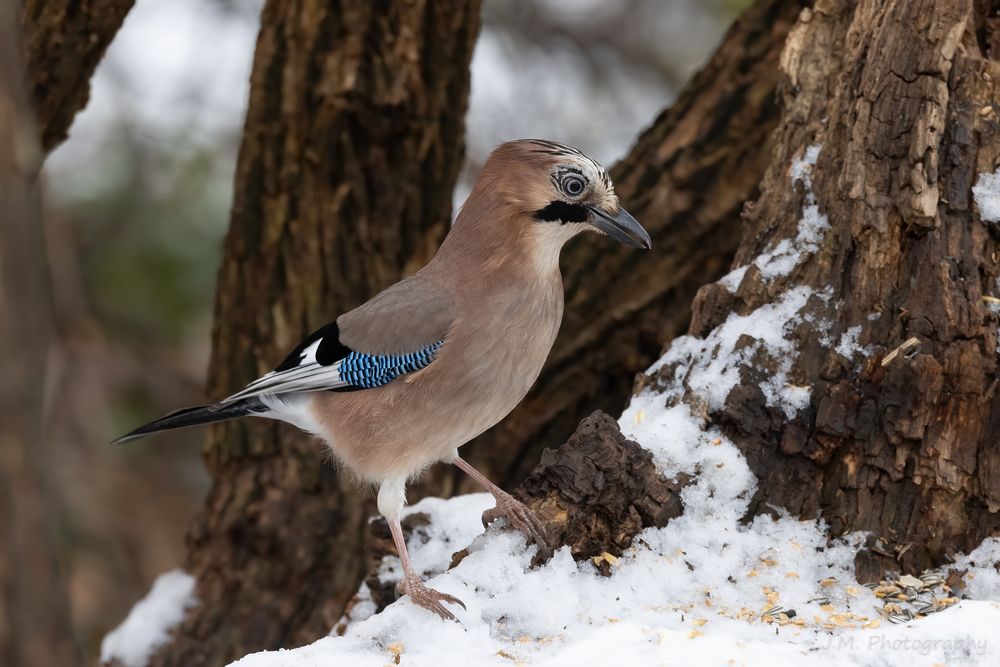 Eichelhäher (Garrulus glandarius)