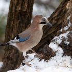 Eichelhäher (Garrulus glandarius)