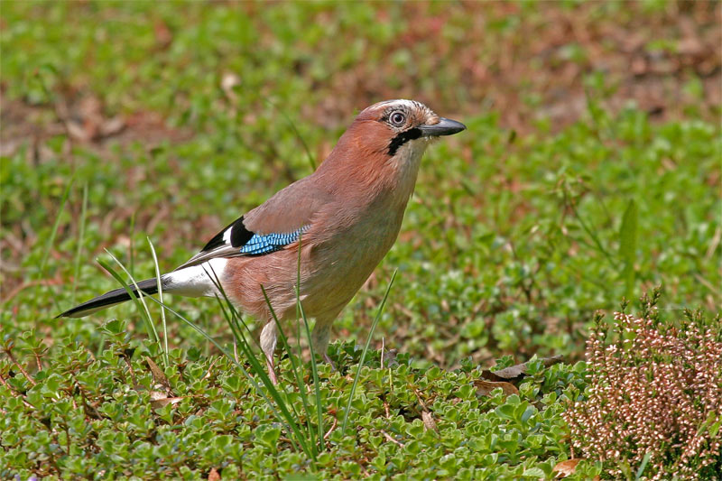 Eichelhäher "Garrulus glandarius"