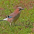 Eichelhäher "Garrulus glandarius"