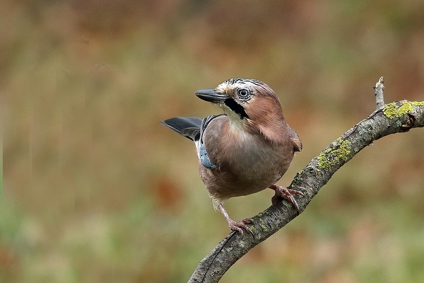  Eichelhäher (Garrulus glandarius) 