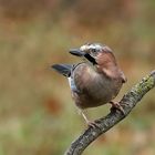  Eichelhäher (Garrulus glandarius) 