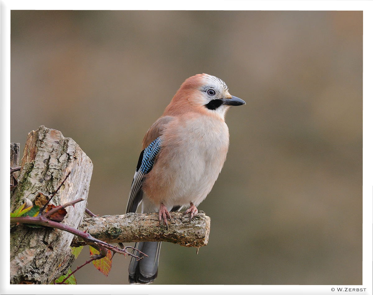 - Eichelhäher - ( Garrulus glandarius )