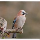 - Eichelhäher - ( Garrulus glandarius )