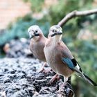 Eichelhäher (Garrulus glandarius) 