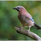 --- Eichelhäher --- ( Garrulus glandarius )