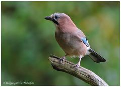 --- Eichelhäher --- ( Garrulus glandarius )